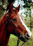 Burnett Chestnut Roughout Browband Headstall