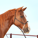 ROPE NOSE HALTER AND LEADROPE