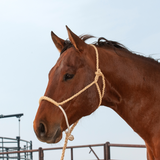 ROPE NOSE HALTER AND LEADROPE